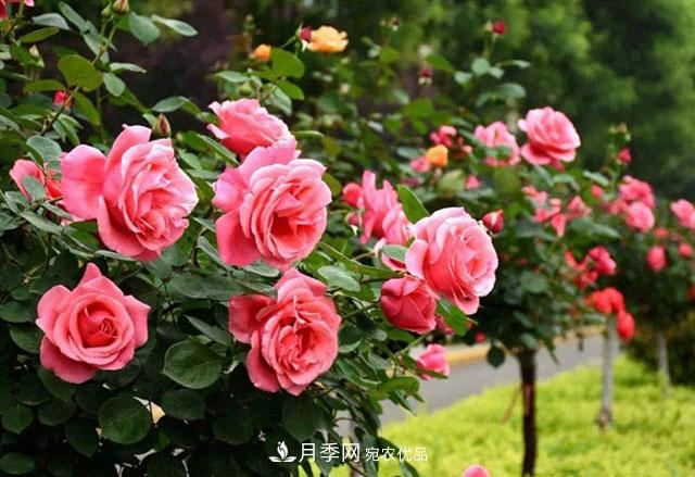 月季養(yǎng)成樹(shù)，這種盆景月季樹(shù)一年300天開(kāi)花，很適合懶人養(yǎng)(圖3)