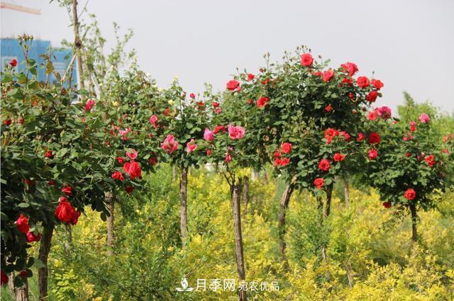 陜西咸陽兩寺渡公園百畝“月季樹”絢爛綻放惹人愛！(圖3)
