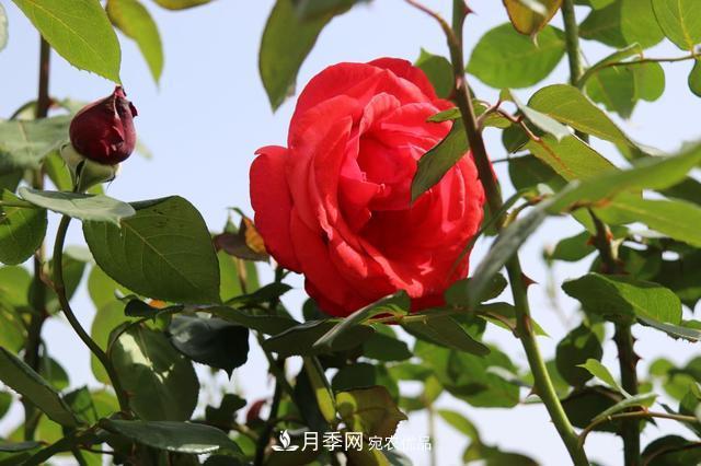 陜西咸陽兩寺渡公園百畝“月季樹”絢爛綻放惹人愛！(圖2)