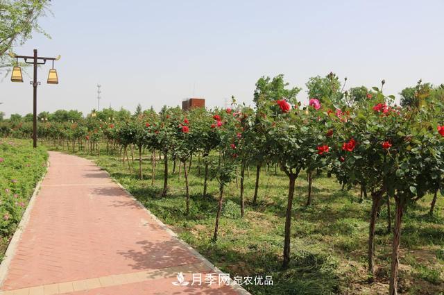 陜西咸陽兩寺渡公園百畝“月季樹”絢爛綻放惹人愛！(圖1)