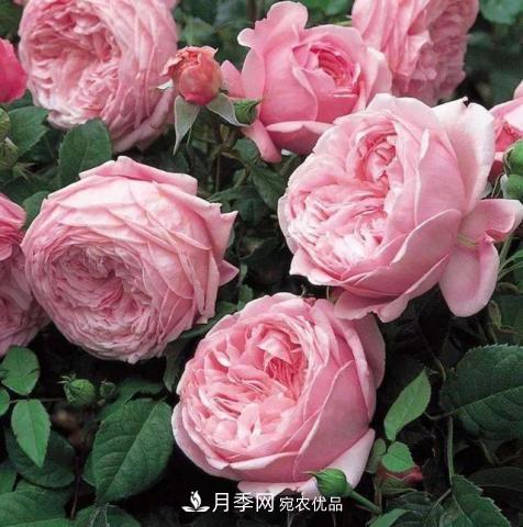 常見(jiàn)藤本月季優(yōu)缺點(diǎn)大比拼，月季花友看過(guò)來(lái)(圖9)