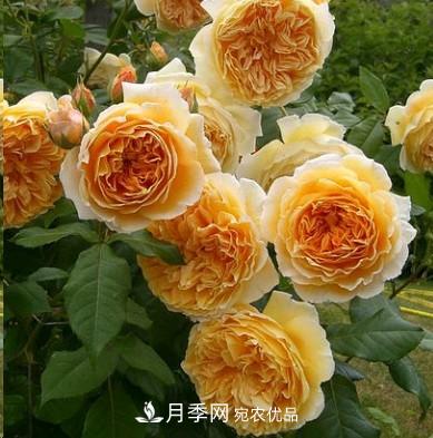 盤(pán)點(diǎn)各國(guó)的灌木月季品種，哪些是不可錯(cuò)過(guò)的經(jīng)典品種！(圖2)
