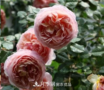 盤(pán)點(diǎn)各國(guó)的灌木月季品種，哪些是不可錯(cuò)過(guò)的經(jīng)典品種！(圖1)