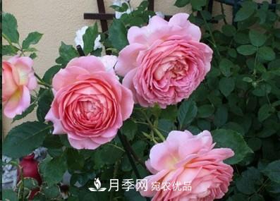 盤(pán)點(diǎn)各國(guó)的灌木月季品種，哪些是不可錯(cuò)過(guò)的經(jīng)典品種！(圖4)