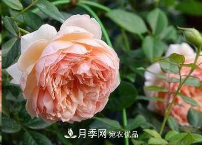 盤(pán)點(diǎn)各國(guó)的灌木月季品種，哪些是不可錯(cuò)過(guò)的經(jīng)典品種！(圖5)
