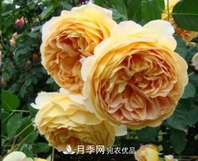 盤(pán)點(diǎn)各國(guó)的灌木月季品種，哪些是不可錯(cuò)過(guò)的經(jīng)典品種！(圖3)