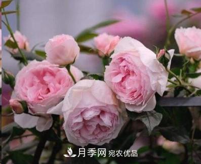 盤(pán)點(diǎn)各國(guó)的灌木月季品種，哪些是不可錯(cuò)過(guò)的經(jīng)典品種！(圖6)