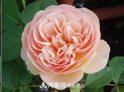 盤(pán)點(diǎn)各國(guó)的灌木月季品種，哪些是不可錯(cuò)過(guò)的經(jīng)典品種！(圖7)