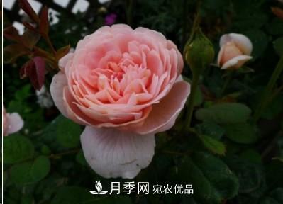 盤(pán)點(diǎn)各國(guó)的灌木月季品種，哪些是不可錯(cuò)過(guò)的經(jīng)典品種！(圖9)