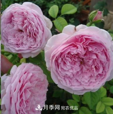 盤(pán)點(diǎn)各國(guó)的灌木月季品種，哪些是不可錯(cuò)過(guò)的經(jīng)典品種！(圖8)