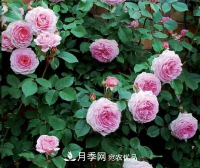 盤(pán)點(diǎn)各國(guó)的灌木月季品種，哪些是不可錯(cuò)過(guò)的經(jīng)典品種！(圖10)