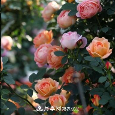 盤(pán)點(diǎn)各國(guó)的灌木月季品種，哪些是不可錯(cuò)過(guò)的經(jīng)典品種！(圖11)