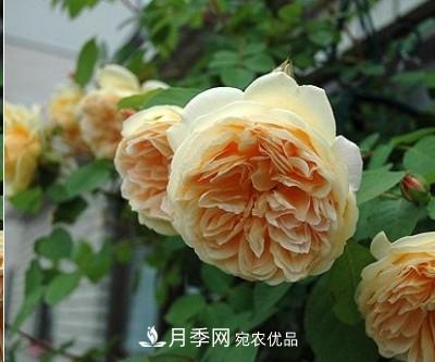 盤(pán)點(diǎn)各國(guó)的灌木月季品種，哪些是不可錯(cuò)過(guò)的經(jīng)典品種！(圖12)