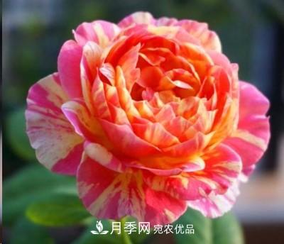 盤(pán)點(diǎn)各國(guó)的灌木月季品種，哪些是不可錯(cuò)過(guò)的經(jīng)典品種！(圖15)