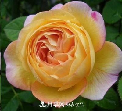 盤(pán)點(diǎn)各國(guó)的灌木月季品種，哪些是不可錯(cuò)過(guò)的經(jīng)典品種！(圖14)