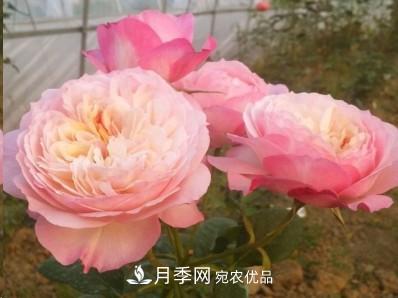 盤(pán)點(diǎn)各國(guó)的灌木月季品種，哪些是不可錯(cuò)過(guò)的經(jīng)典品種！(圖13)