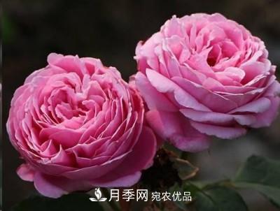盤(pán)點(diǎn)各國(guó)的灌木月季品種，哪些是不可錯(cuò)過(guò)的經(jīng)典品種！(圖17)