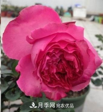盤(pán)點(diǎn)各國(guó)的灌木月季品種，哪些是不可錯(cuò)過(guò)的經(jīng)典品種！(圖16)