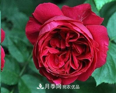 盤(pán)點(diǎn)各國(guó)的灌木月季品種，哪些是不可錯(cuò)過(guò)的經(jīng)典品種！(圖18)