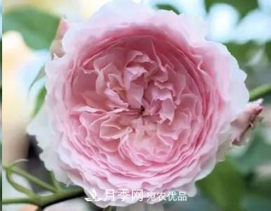 盤(pán)點(diǎn)各國(guó)的灌木月季品種，哪些是不可錯(cuò)過(guò)的經(jīng)典品種！(圖20)