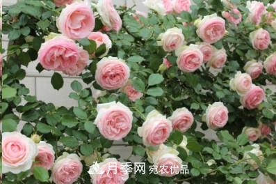 盤(pán)點(diǎn)各國(guó)的灌木月季品種，哪些是不可錯(cuò)過(guò)的經(jīng)典品種！(圖19)