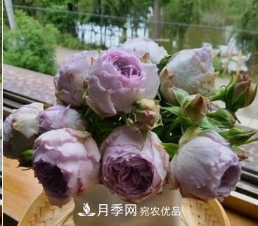 盤(pán)點(diǎn)各國(guó)的灌木月季品種，哪些是不可錯(cuò)過(guò)的經(jīng)典品種！(圖21)