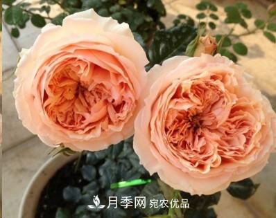 盤(pán)點(diǎn)各國(guó)的灌木月季品種，哪些是不可錯(cuò)過(guò)的經(jīng)典品種！(圖23)