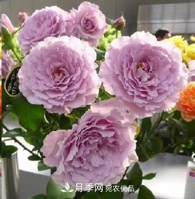 盤(pán)點(diǎn)各國(guó)的灌木月季品種，哪些是不可錯(cuò)過(guò)的經(jīng)典品種！(圖22)