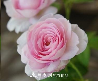 盤(pán)點(diǎn)各國(guó)的灌木月季品種，哪些是不可錯(cuò)過(guò)的經(jīng)典品種！(圖25)