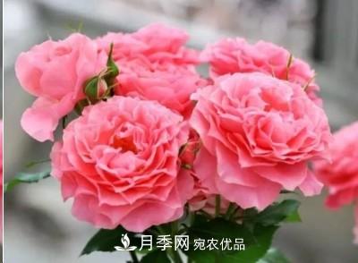 盤(pán)點(diǎn)各國(guó)的灌木月季品種，哪些是不可錯(cuò)過(guò)的經(jīng)典品種！(圖24)