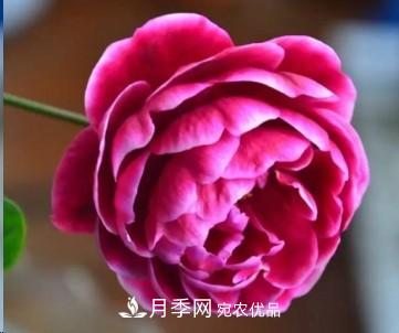 盤(pán)點(diǎn)各國(guó)的灌木月季品種，哪些是不可錯(cuò)過(guò)的經(jīng)典品種！(圖28)