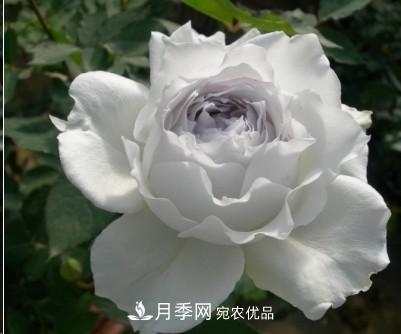 盤(pán)點(diǎn)各國(guó)的灌木月季品種，哪些是不可錯(cuò)過(guò)的經(jīng)典品種！(圖27)