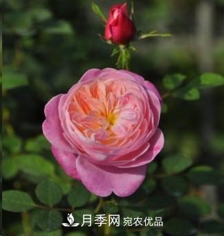 盤(pán)點(diǎn)各國(guó)的灌木月季品種，哪些是不可錯(cuò)過(guò)的經(jīng)典品種！(圖26)