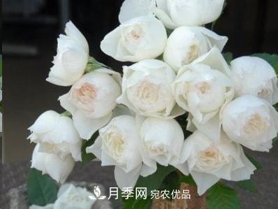 盤(pán)點(diǎn)各國(guó)的灌木月季品種，哪些是不可錯(cuò)過(guò)的經(jīng)典品種！(圖30)