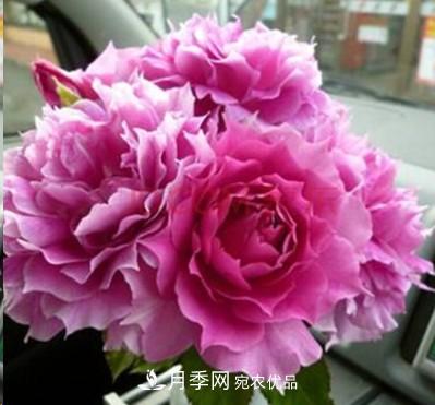 盤(pán)點(diǎn)各國(guó)的灌木月季品種，哪些是不可錯(cuò)過(guò)的經(jīng)典品種！(圖29)