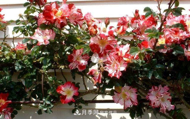 一年開360天！這個獲得AARS大獎的藤本月季簡直逆天！(圖3)