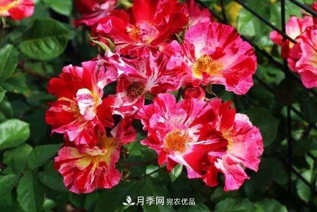 一年開360天！這個獲得AARS大獎的藤本月季簡直逆天！(圖2)