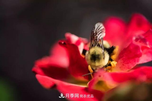一年開360天！這個獲得AARS大獎的藤本月季簡直逆天！(圖5)