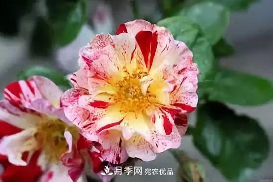 一年開360天！這個獲得AARS大獎的藤本月季簡直逆天！(圖4)