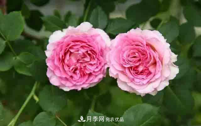 地栽月季花在北方如何防止被凍死？(圖1)