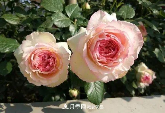 種月季有竅門(mén)，用“紅陶盆”栽種，透氣透水，月季發(fā)芽快開(kāi)花多(圖1)