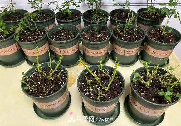 種月季有竅門(mén)，用“紅陶盆”栽種，透氣透水，月季發(fā)芽快開(kāi)花多(圖2)