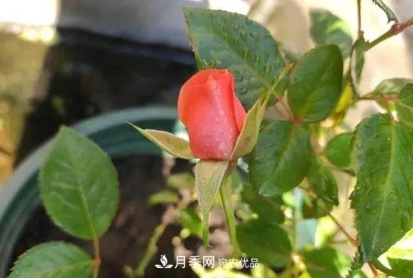 種月季有竅門(mén)，用“紅陶盆”栽種，透氣透水，月季發(fā)芽快開(kāi)花多(圖3)