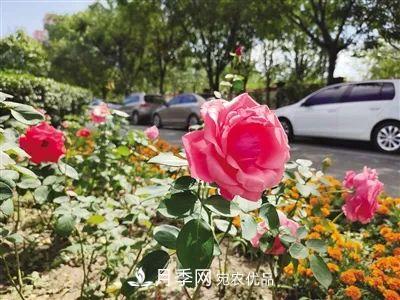 花開正艷！呼和浩特這條月季景觀大道模樣初現(xiàn)，你去過嗎？(圖1)
