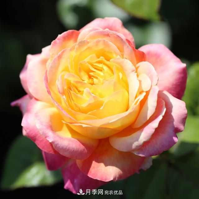 北方南方養(yǎng)護(hù)月季重點(diǎn)有什么不同？不用討論了(圖3)