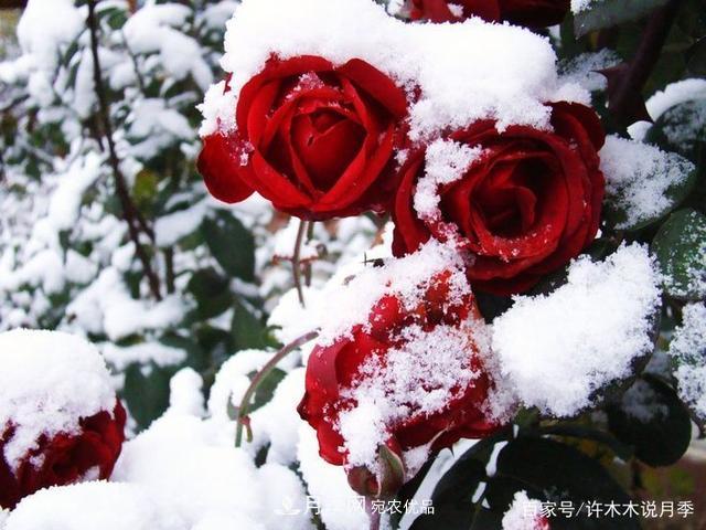 氣溫差異大，南北方養(yǎng)月季有何區(qū)別？因地制宜養(yǎng)月季教程(圖2)