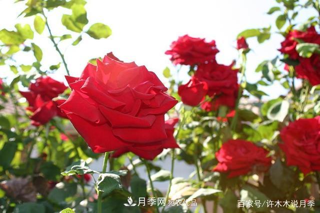 氣溫差異大，南北方養(yǎng)月季有何區(qū)別？因地制宜養(yǎng)月季教程(圖3)