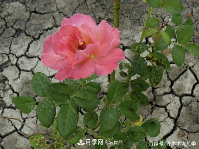 氣溫差異大，南北方養(yǎng)月季有何區(qū)別？因地制宜養(yǎng)月季教程(圖5)