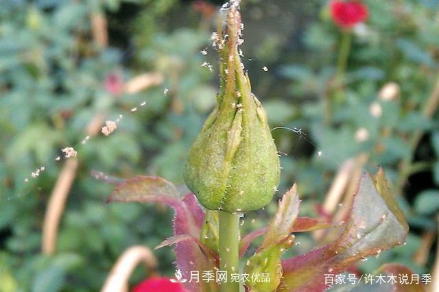 氣溫差異大，南北方養(yǎng)月季有何區(qū)別？因地制宜養(yǎng)月季教程(圖6)