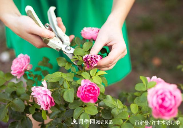 氣溫差異大，南北方養(yǎng)月季有何區(qū)別？因地制宜養(yǎng)月季教程(圖7)